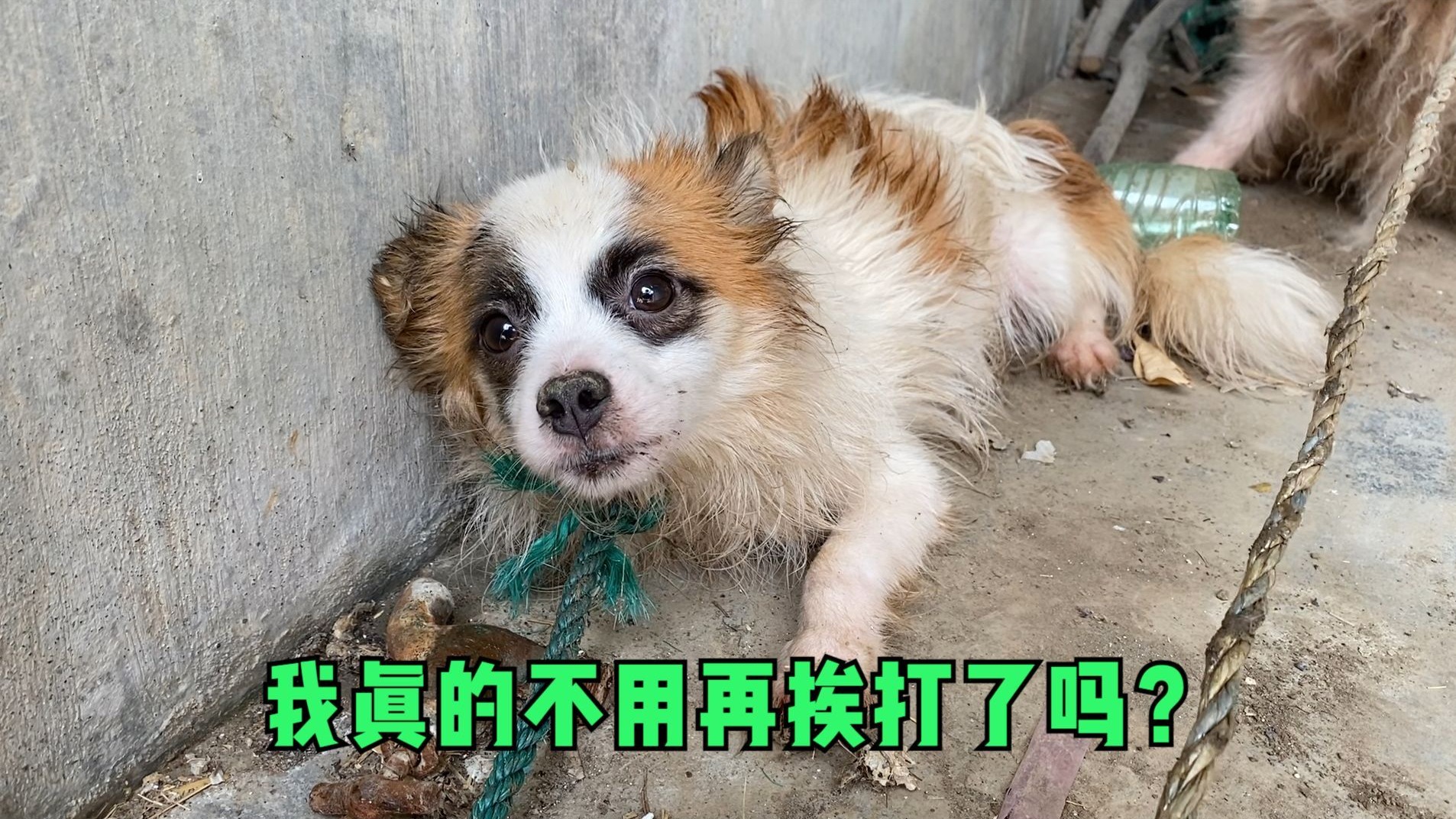 小狗犯错被主人虐打，缩墙角的样子令人心碎，救后见人抬手就躲闪