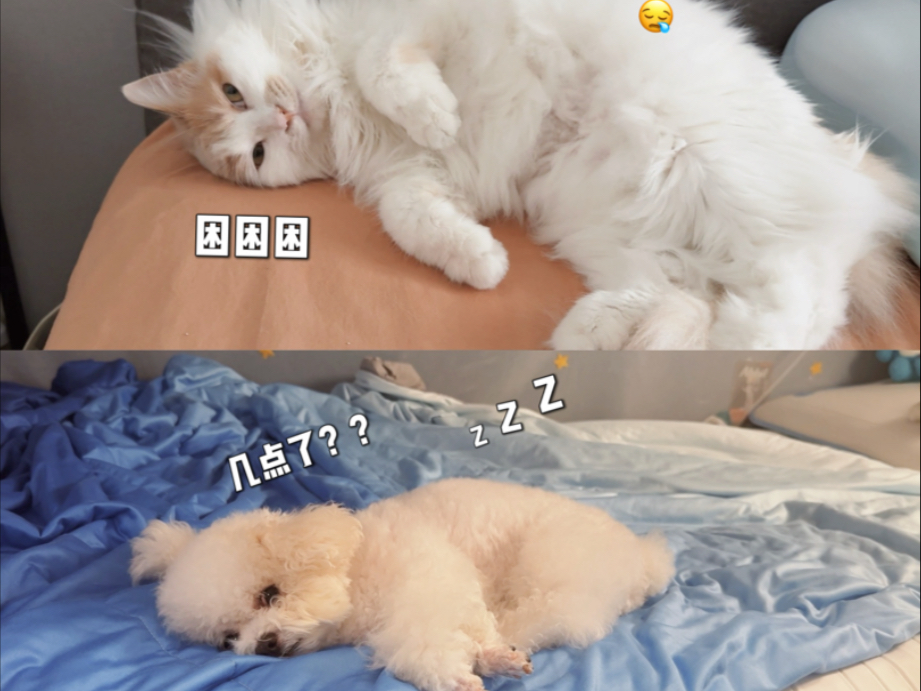 给仨狗一猫做了顿饭，猫咪依旧不出意外的不给面子！