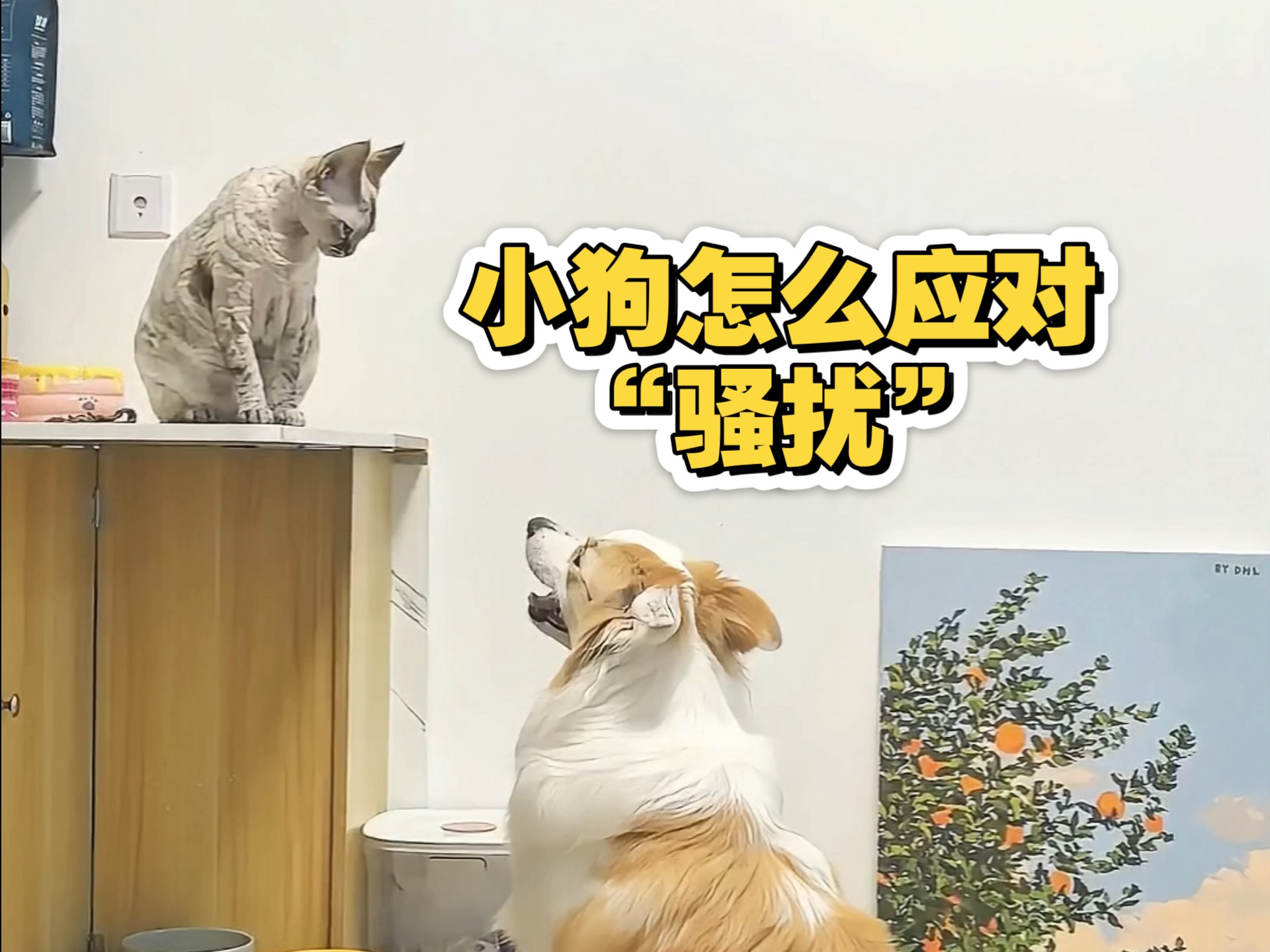 一只小狗是怎么应对骚扰的