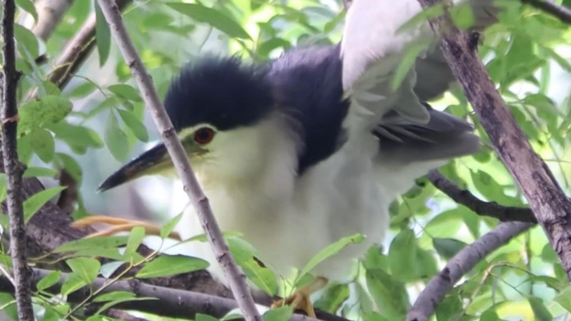 夜师傅被松鼠吓到了