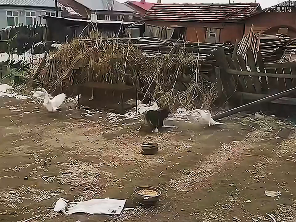 #萌宠来袭#搞笑萌宠解说