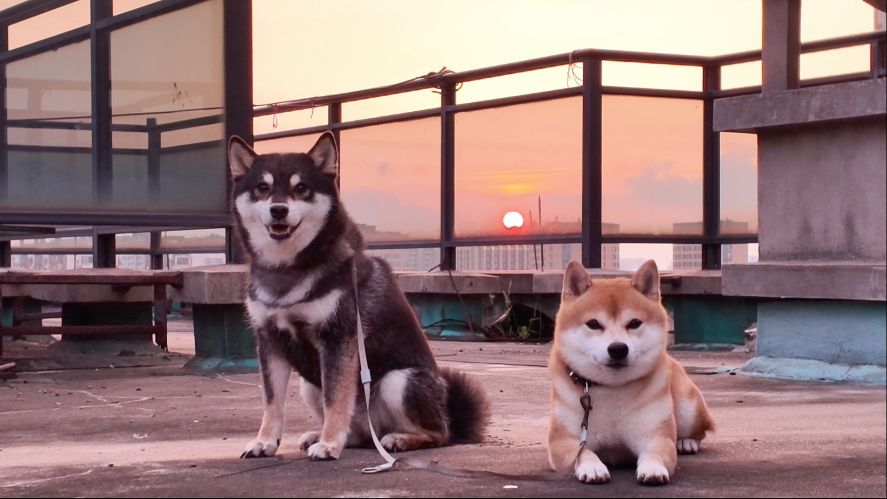 vlog｜搬家小记/换毛季/日落小狗