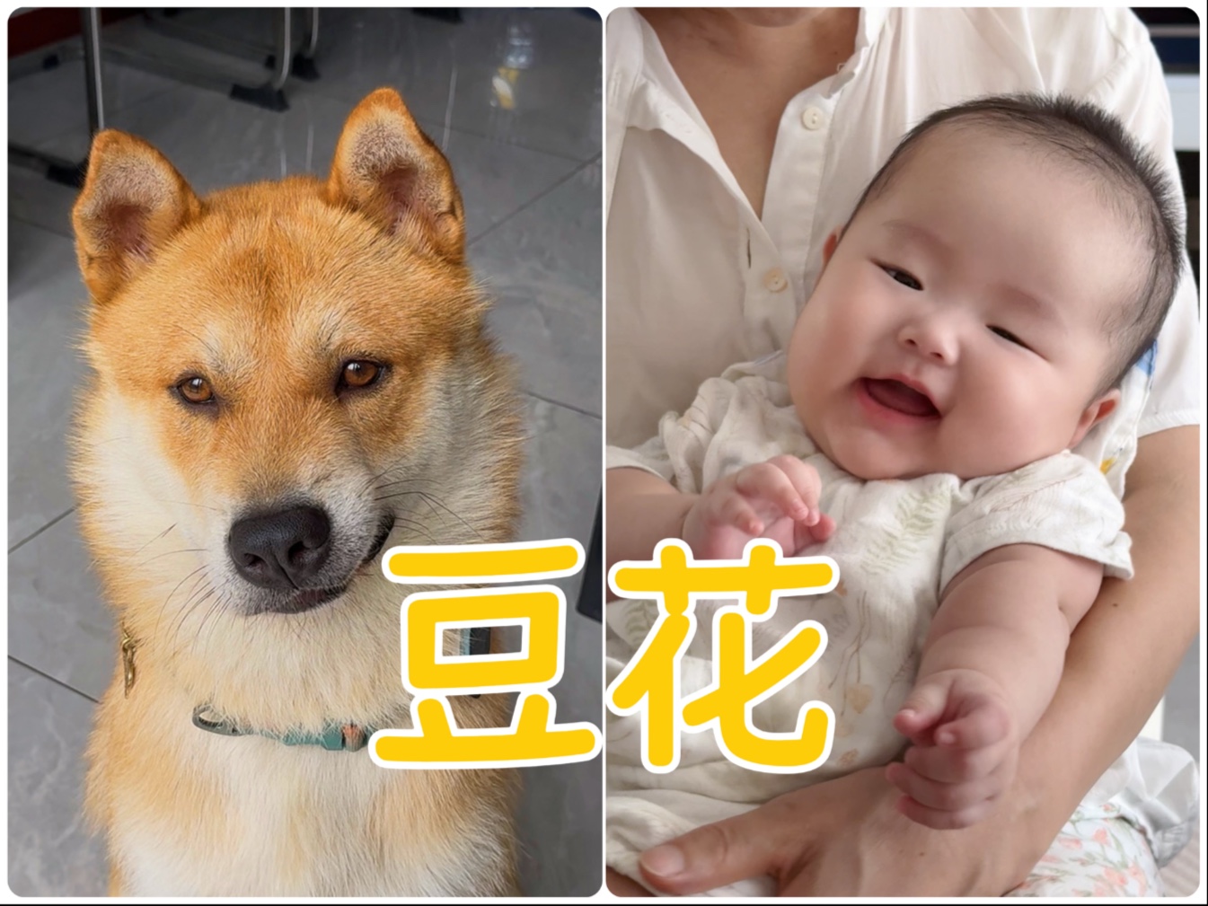 更新啦！冷酷豆狗和开朗小花，最近都很好哟～