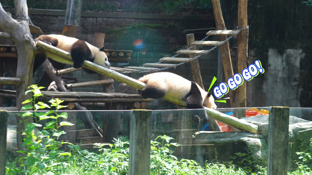 滚滚的夏日烦恼：屁股毛又打结了！