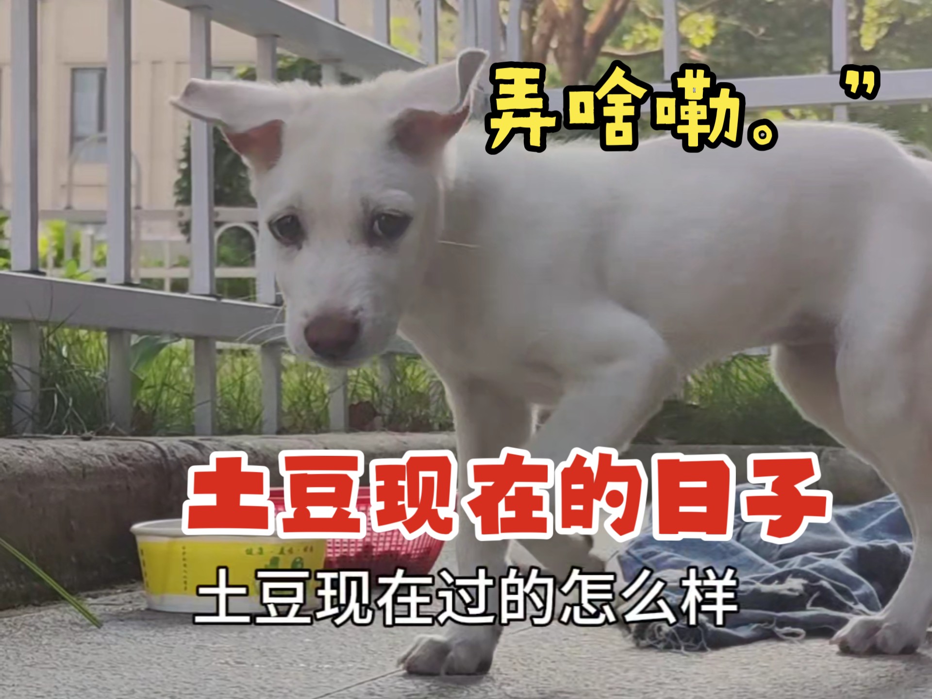 土豆现在过的怎么样了