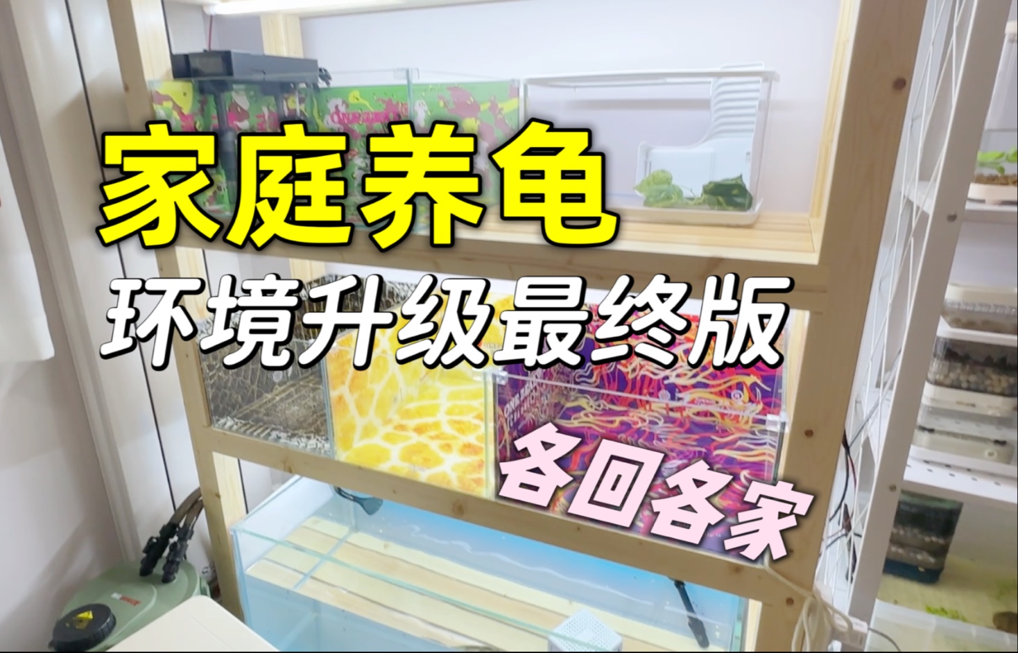 女龟友的一米新架子，彩虹色的龟缸太养眼了