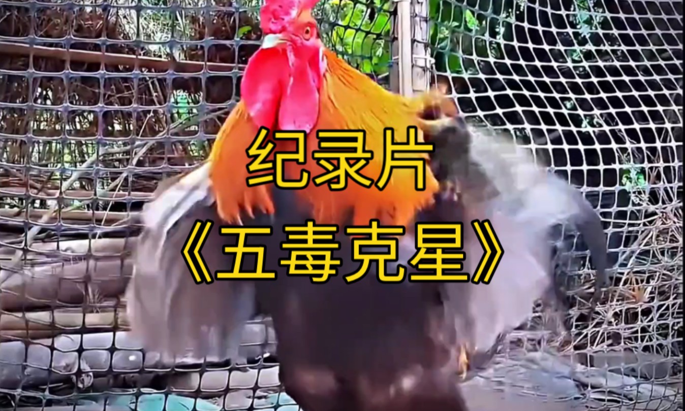 大型纪录片《五毒克星》持续为您播出！