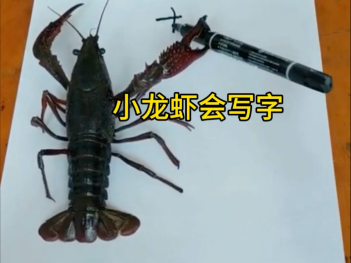 小龙虾真的会写字么？