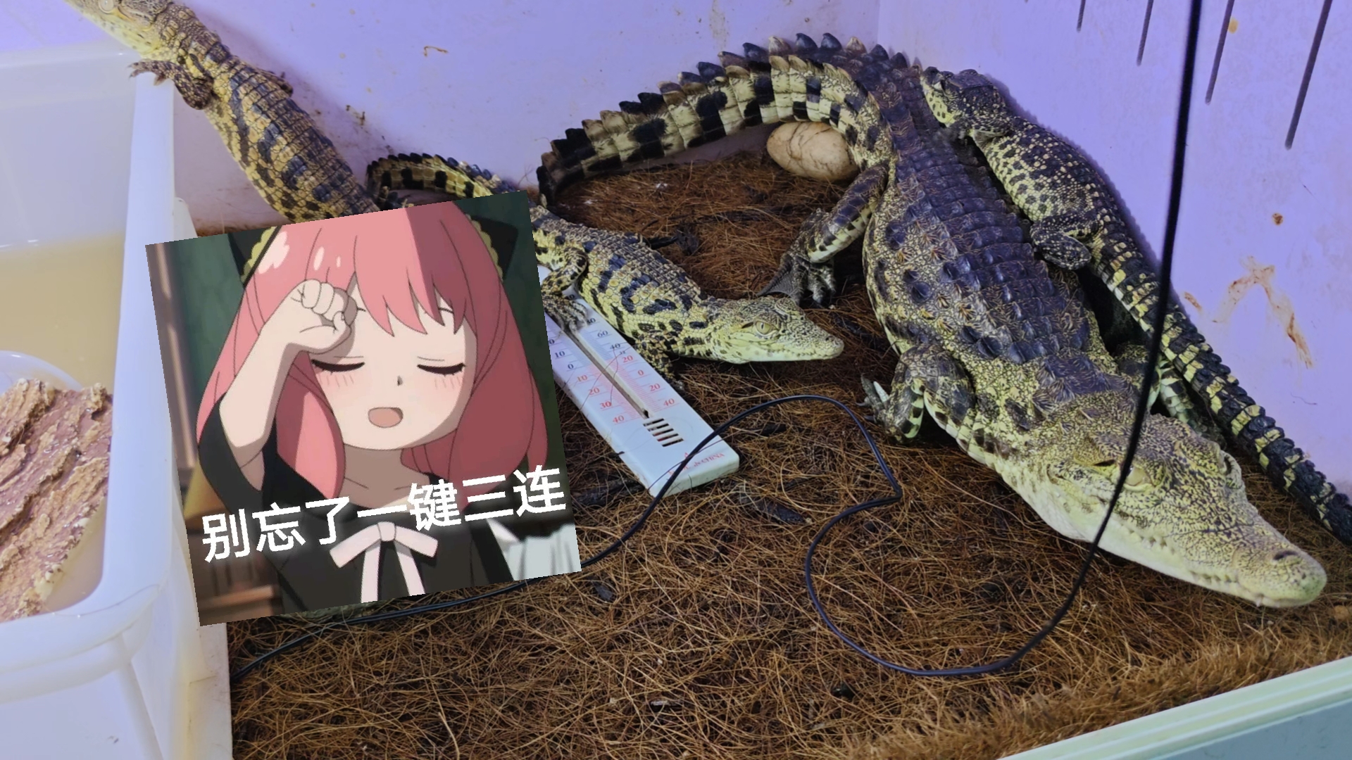 如果新手非要入坑鳄鱼的话，三大真鳄到底选哪种，本期视频将粗略