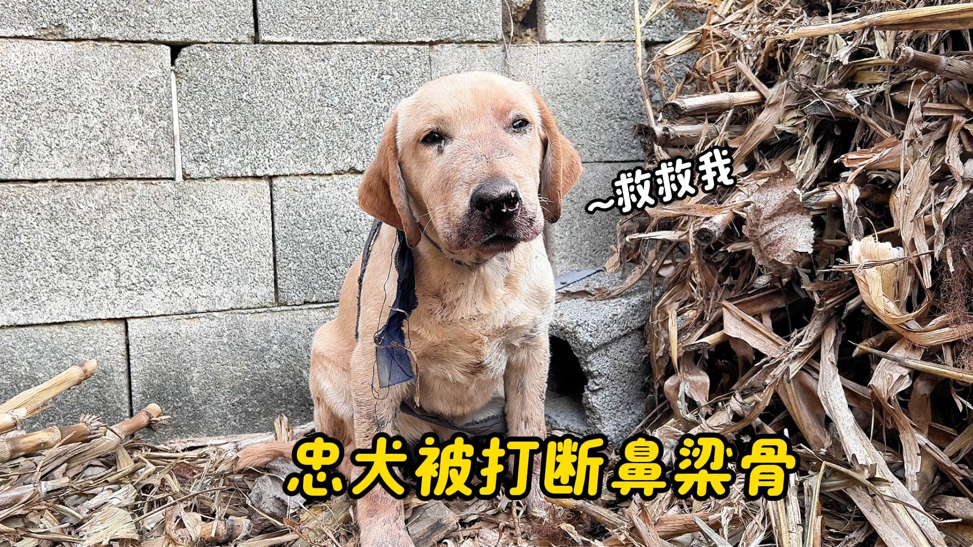 忠犬护主被打断鼻梁骨，却惨遭主人无情抛弃，绝望的眼神让人心痛
