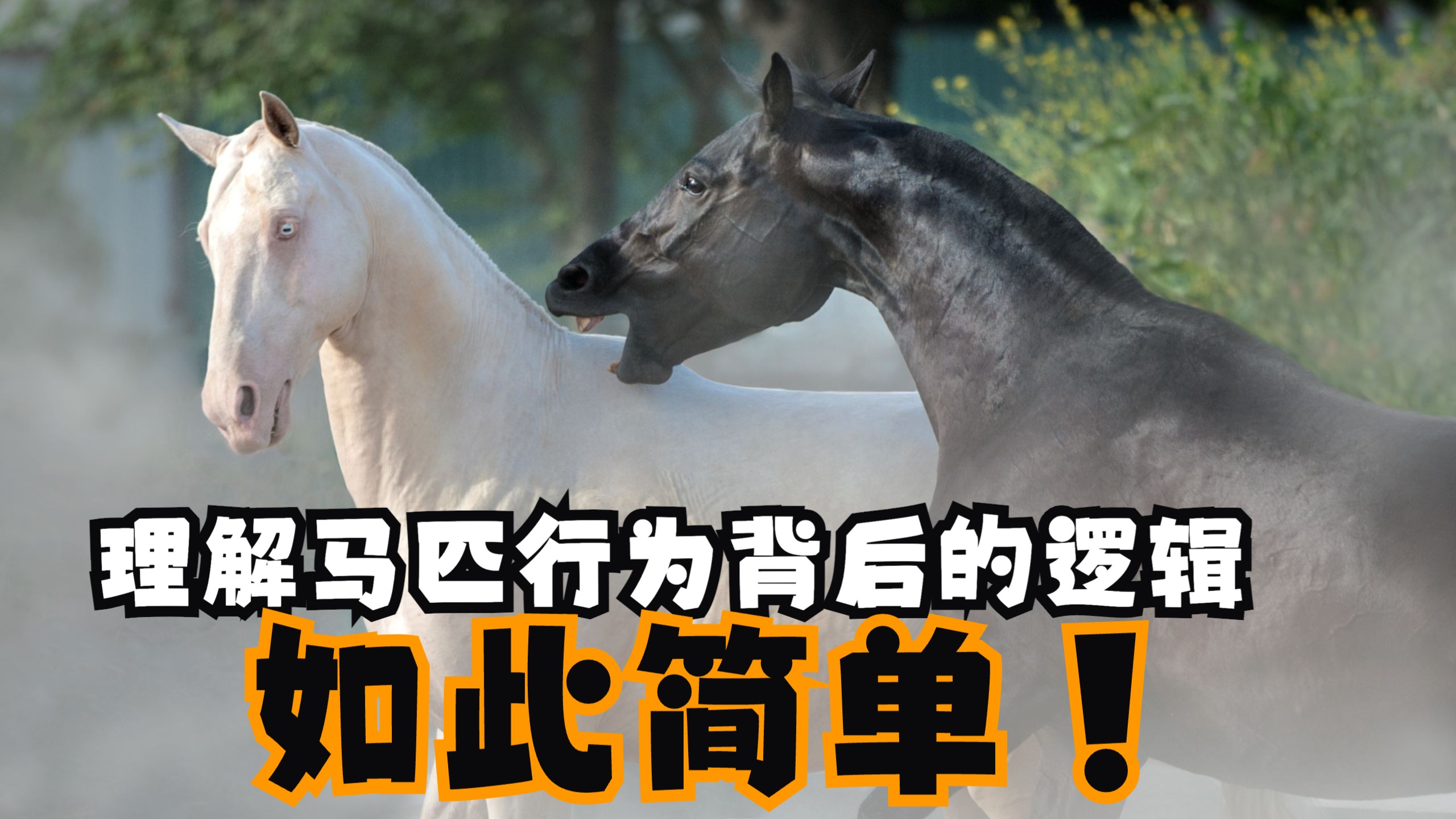 理解马匹行为背后的逻辑，才能更好地与马相处
