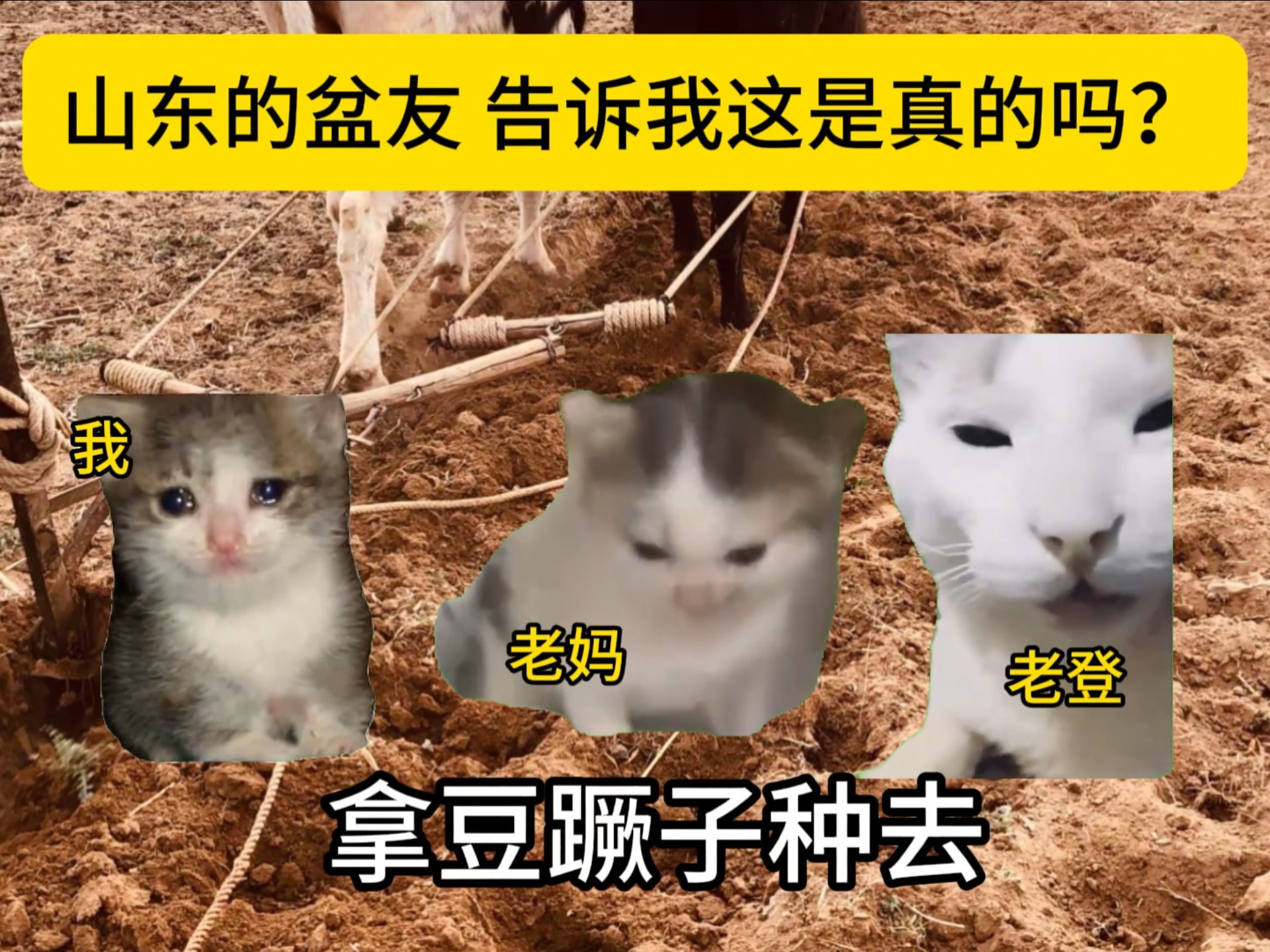 山东的盆友，告诉我这是真的吗