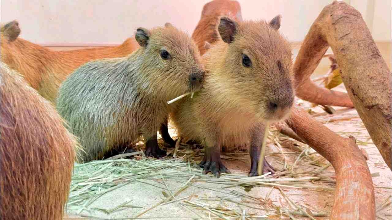 水豚宝宝似乎有点紧张呢