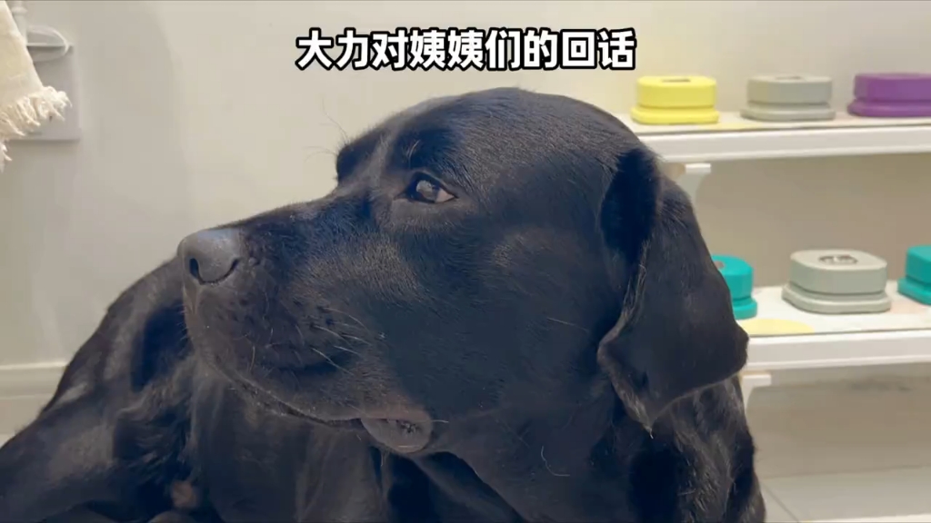 给小狗读姨姨们的评论和提问，大力的回答，双向奔赴了属于。