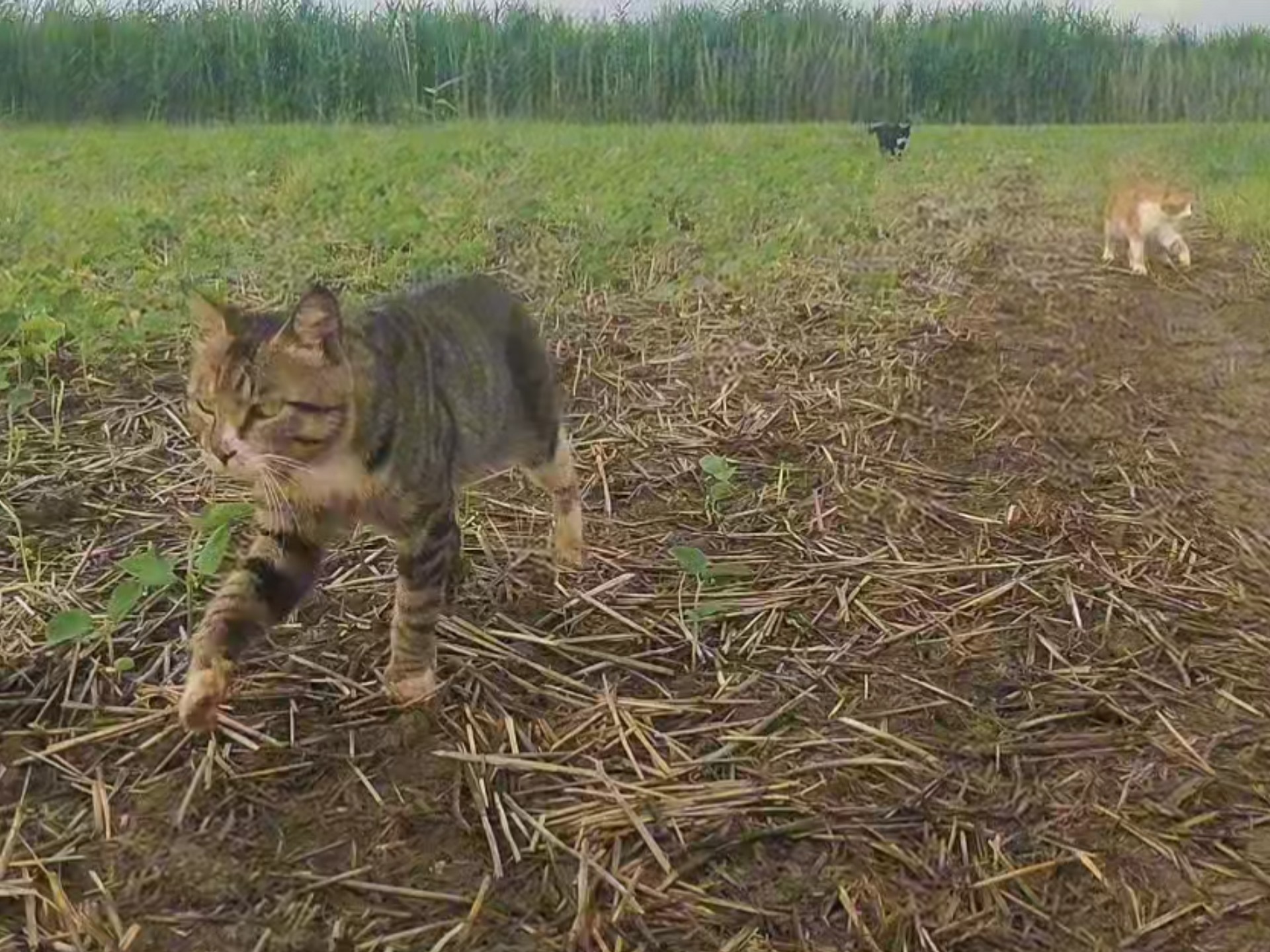 在这片田野，猫饿不着，蛇，蛙都有