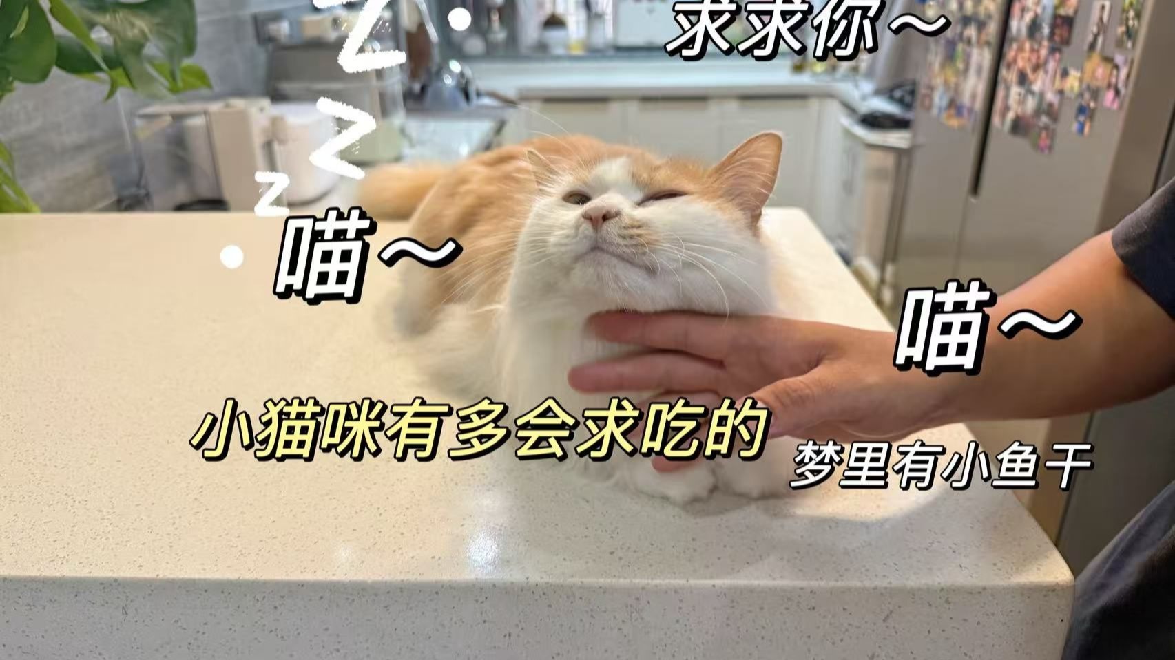 猫想吃东西时有多会求人，给毛孩子做的的华夫饼真的好有食欲