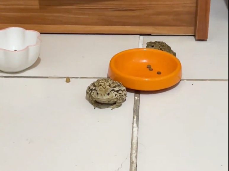 按时上夜班的老赖 又解锁了新技能