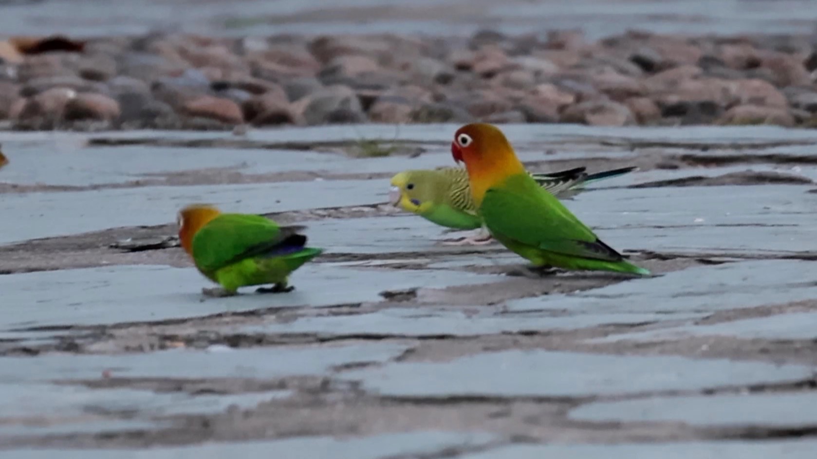 厦门园博苑野生牡丹与出逃虎皮集锦