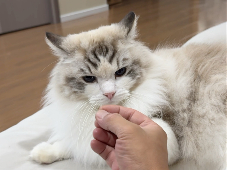 猫胡子就是逆鳞么