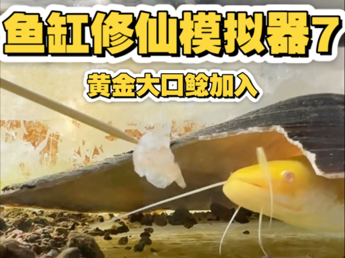 一缸养所有之鱼缸修仙模拟器，黄金大口鲶加入