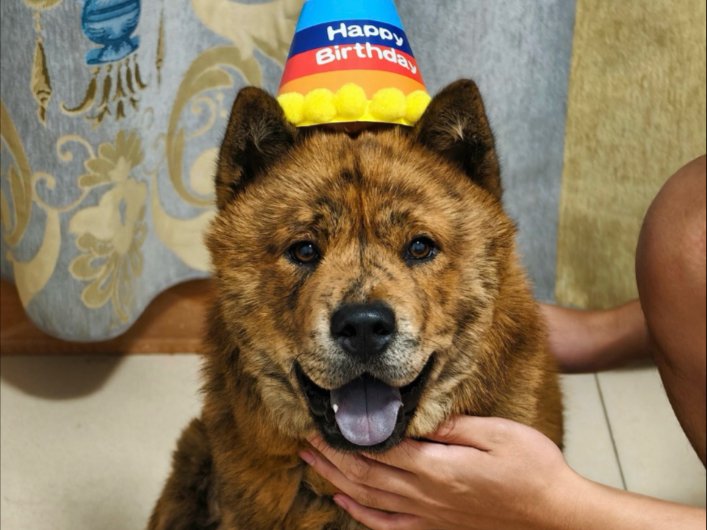 狗墩过生日啦，但是……..