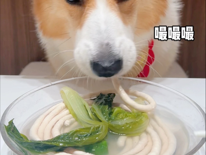 柯基犬喝小白菜秋葵鸡肉面汤
