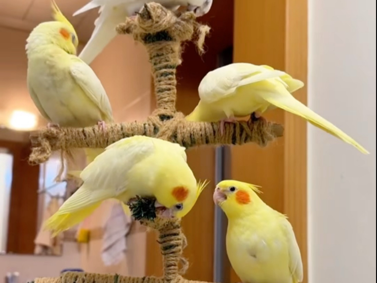 想要玄凤鹦鹉的看仔细哦