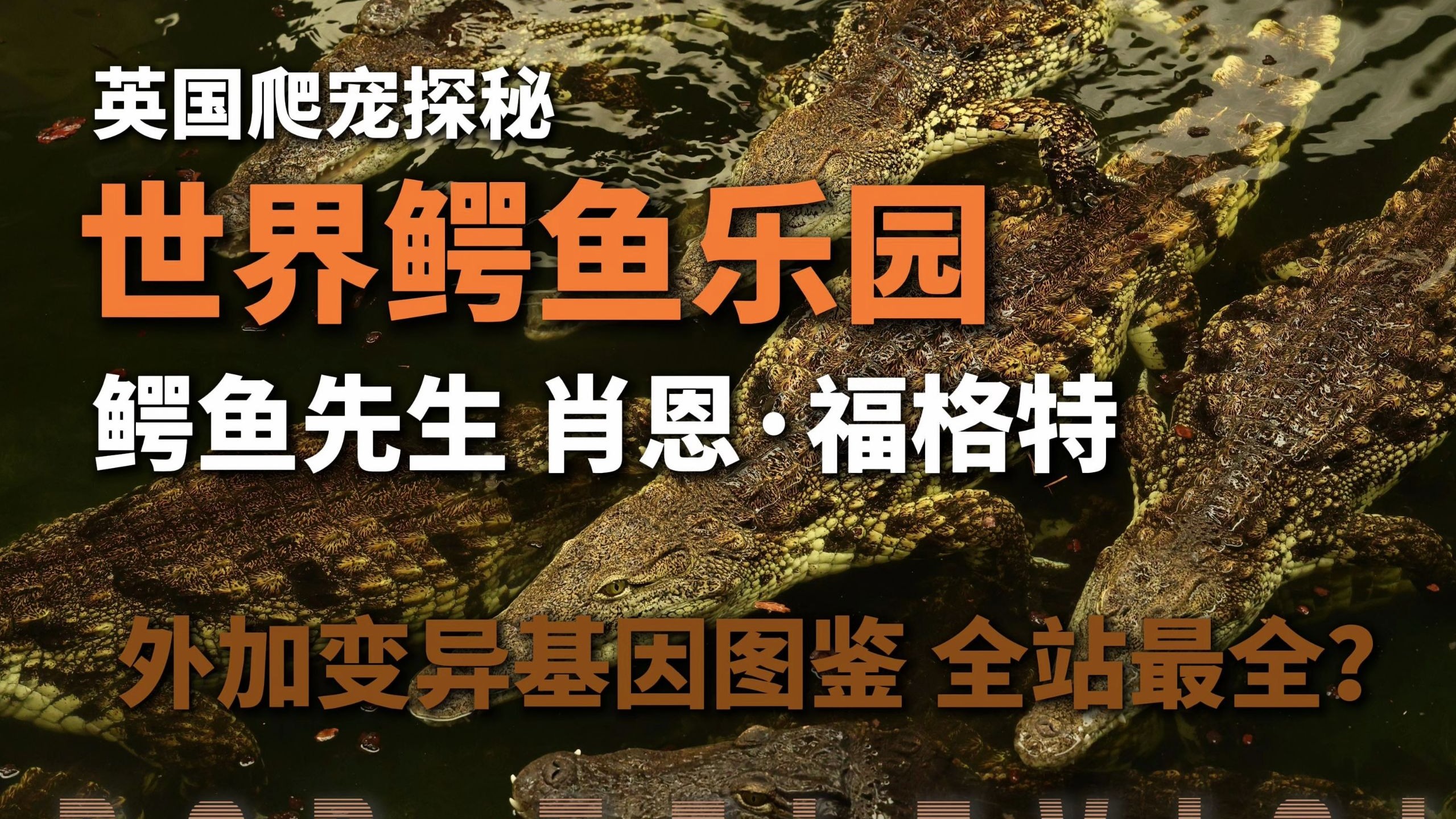 世界鳄鱼乐园！英国爬宠探秘