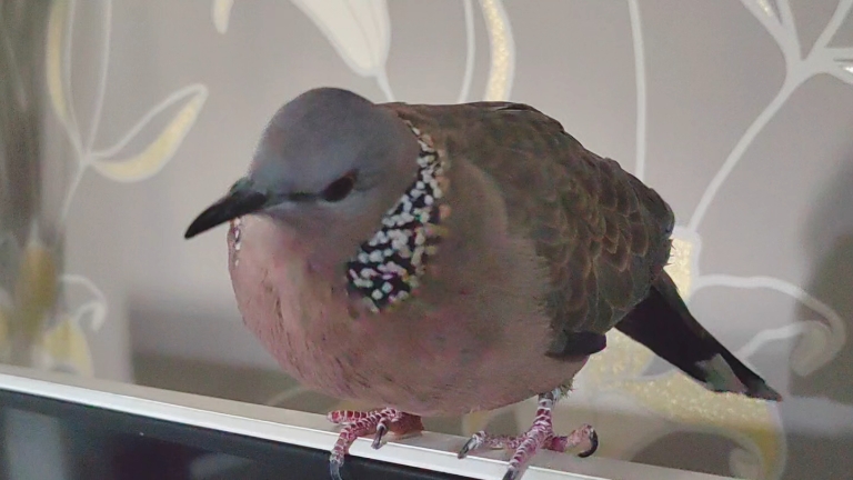 太会撒娇了吧！！