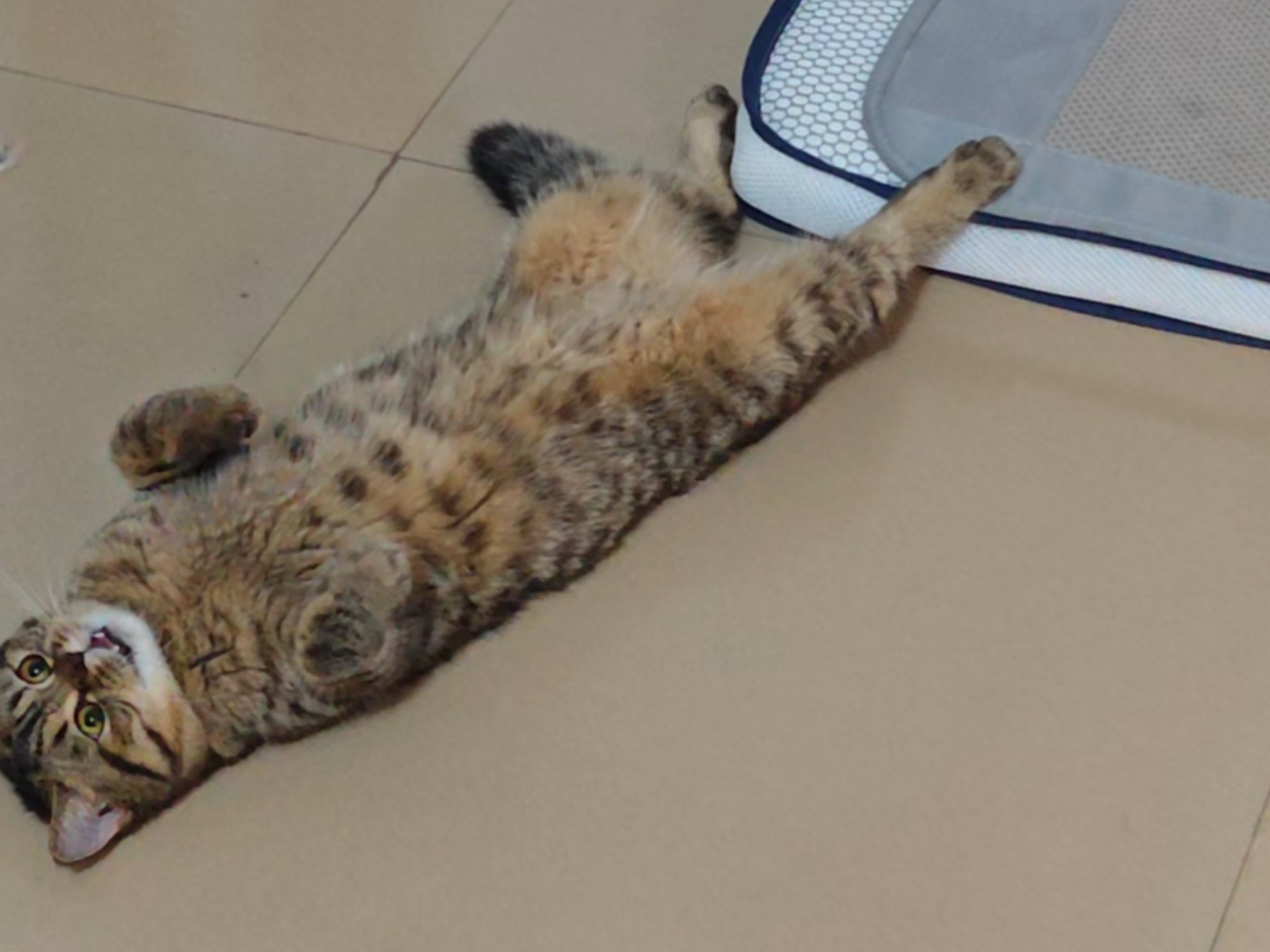 下雨了，在家逗猫，好快乐呀～ヾ(๑╹ヮ╹๑)ﾉ”