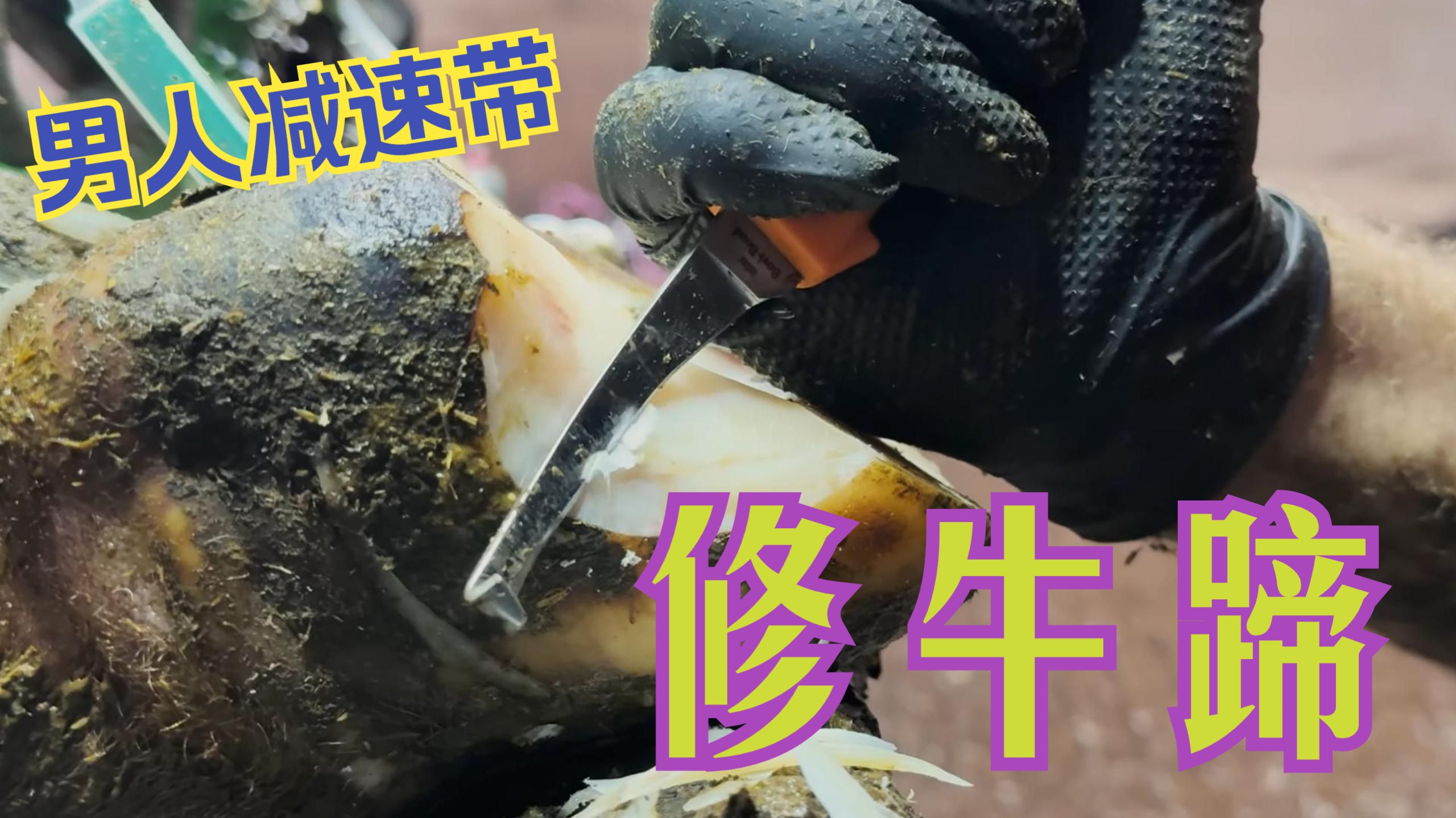 男人减速带，解压修牛蹄！会爆汁的牛蹄下面，隐藏着一个巨大的病变