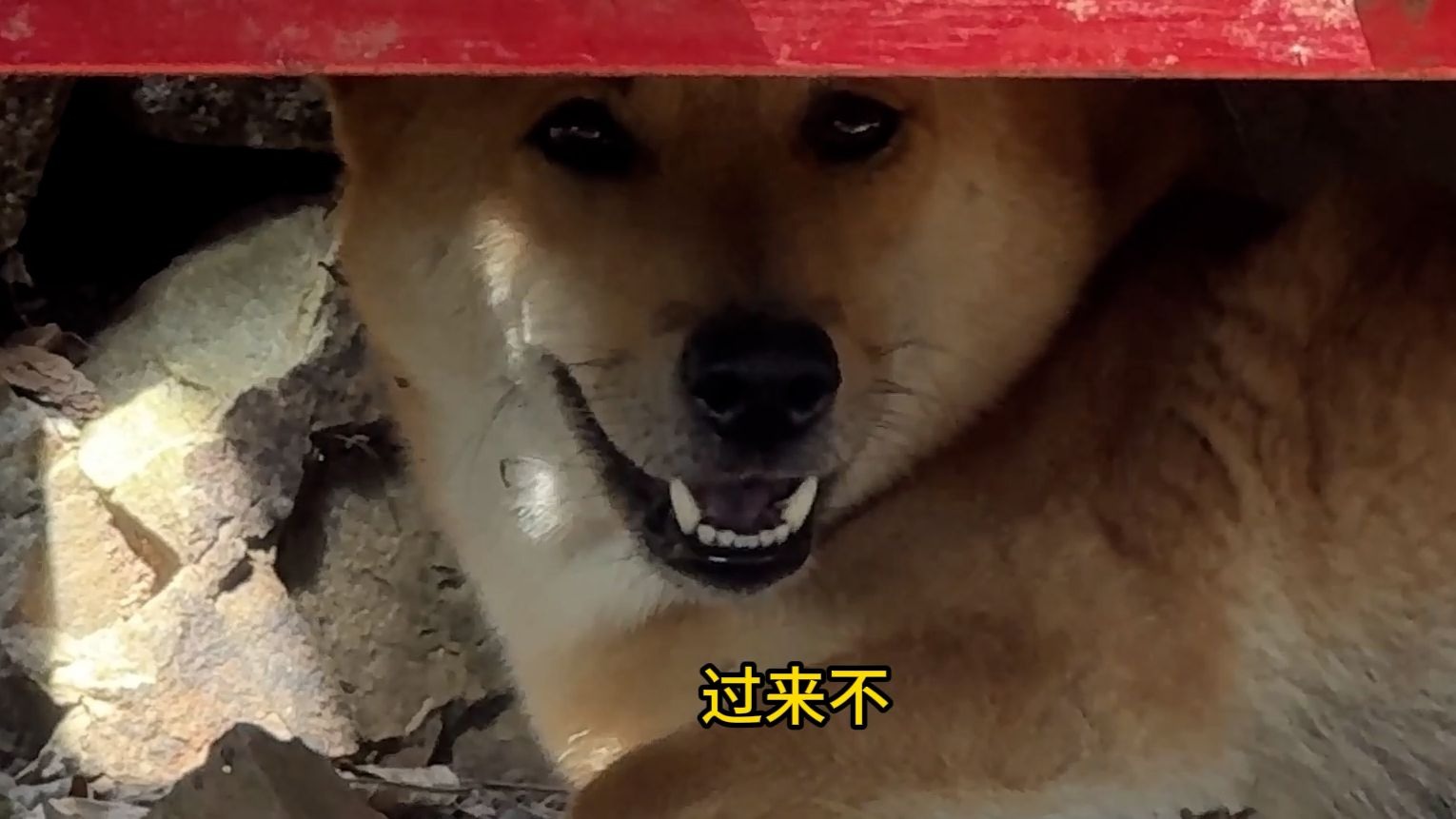 狗子：叫我来就来，我不要面子啊