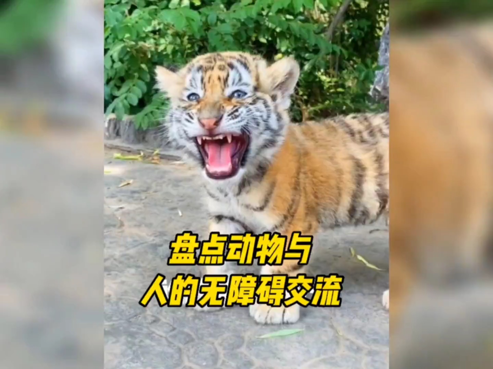 盘点动物与人类无障碍交流