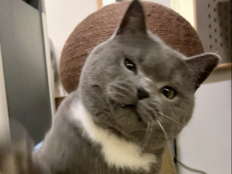 有些猫天生就是抓鱼的料