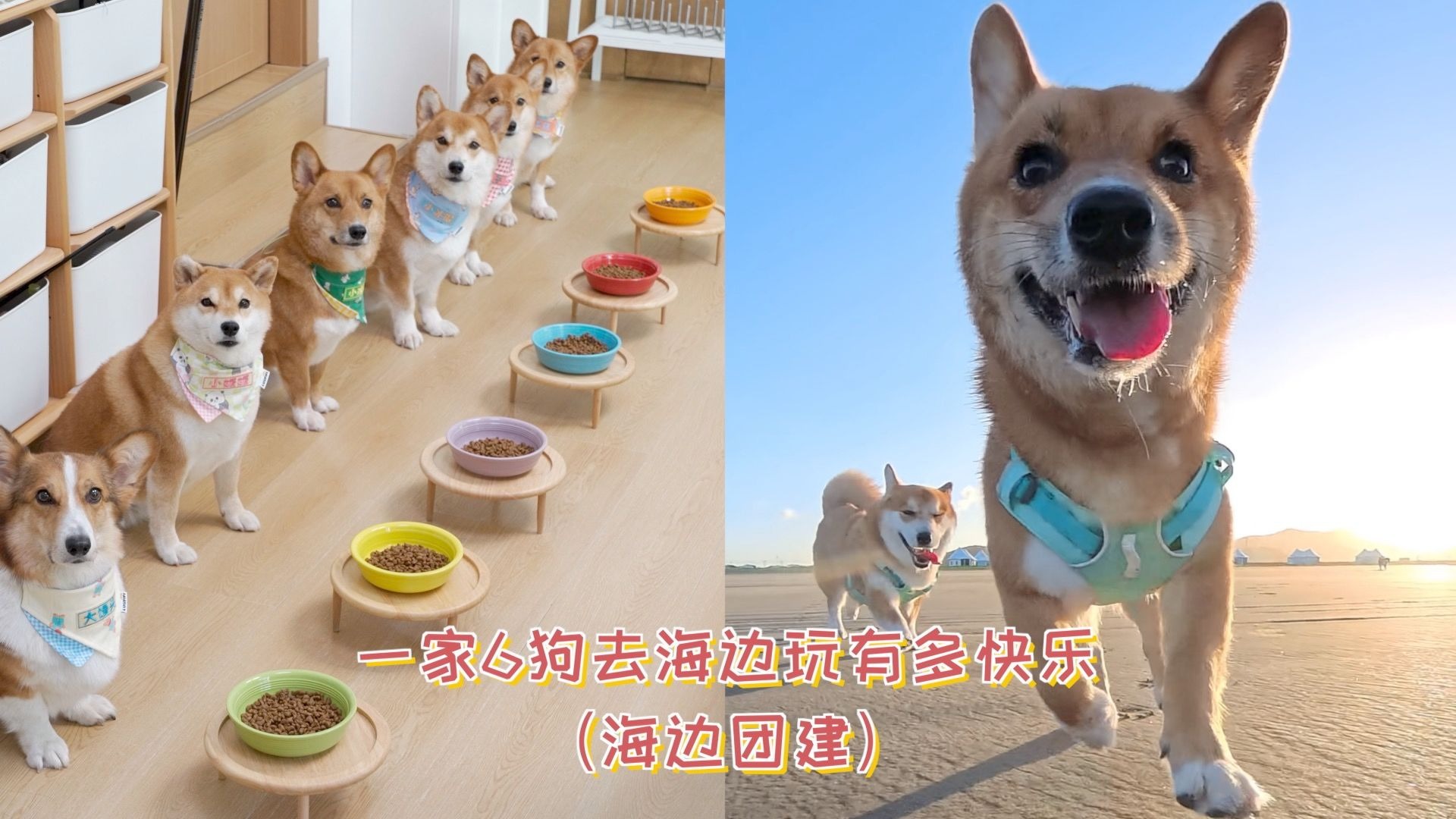 一家6狗去海边玩有多快乐？