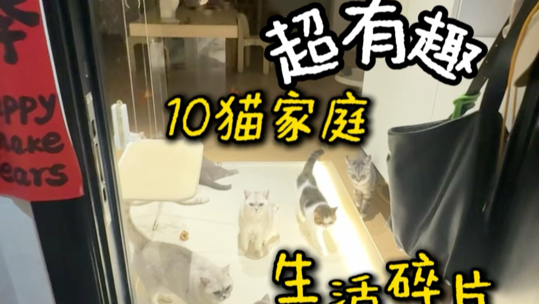 独居养10猫每天在发生什么？！