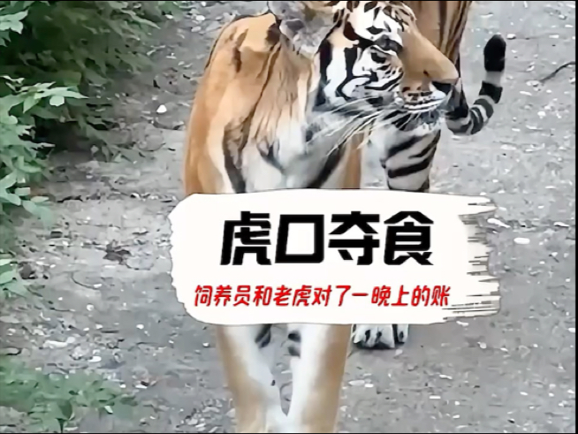 管理员和老虎对了一宿的账愣是没对上#搞笑 #离谱