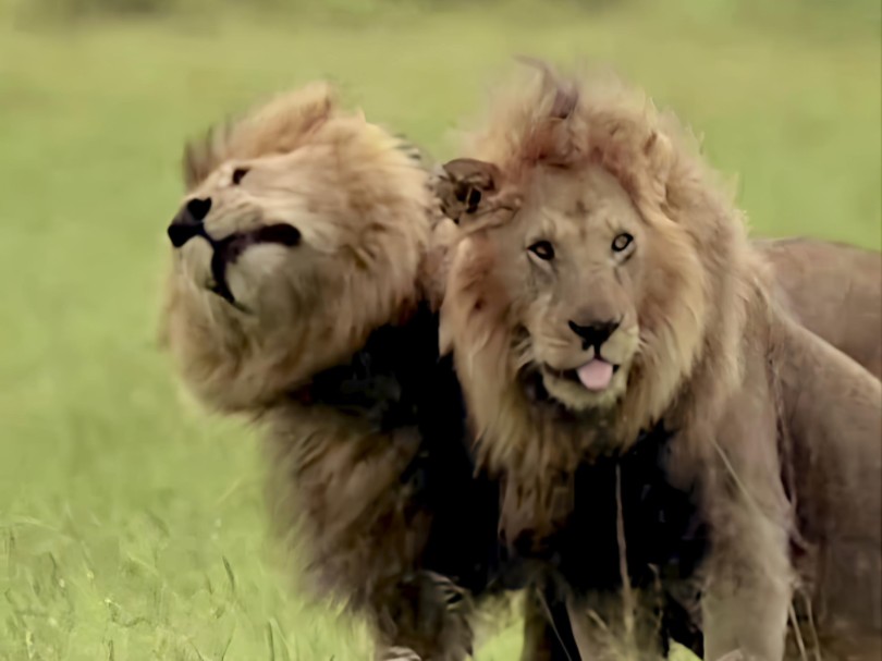 暴雨见真情，黑岩男孩奥胖为弟弟米娜舔毛挡雨，这大哥能处！
