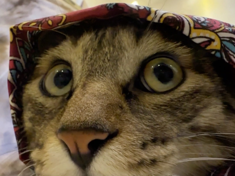 小猫没有耳朵，就变成西部鳞斑响尾蛇了！