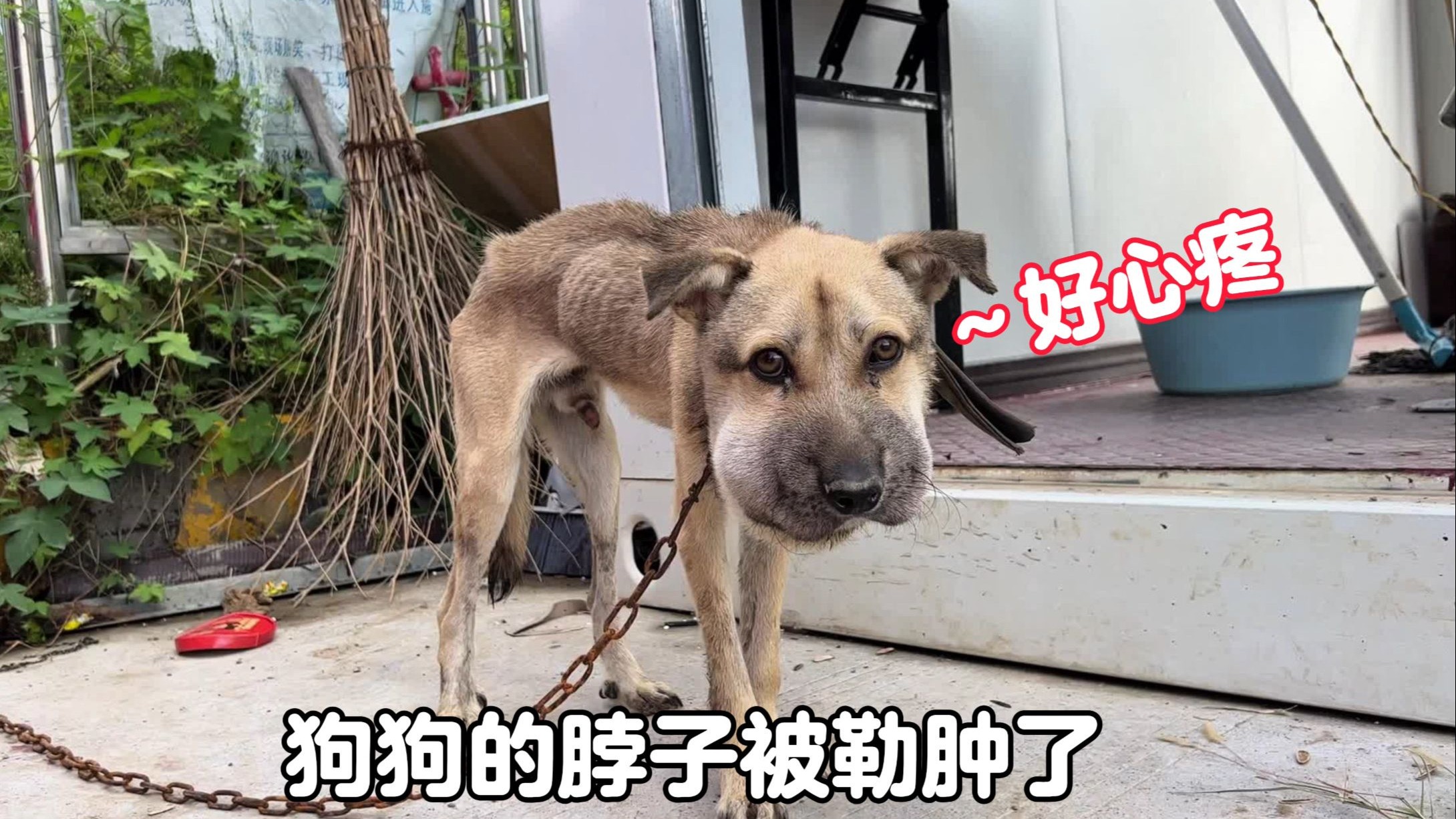 狗狗脖子被勒肿的像个气球，遇到食物边吃边流泪，如今已涅槃重生