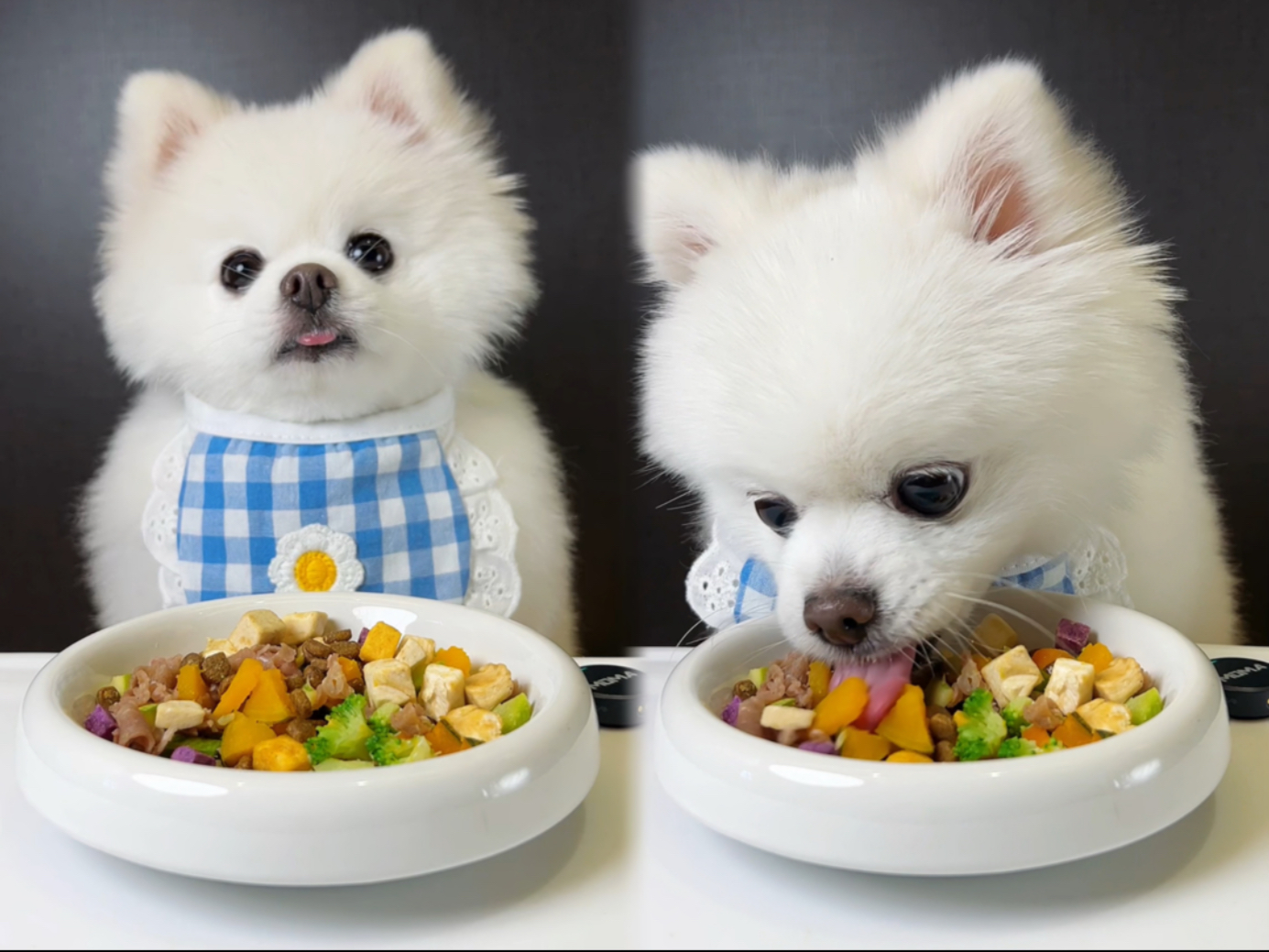 你的超萌电子宠物开饭啦~