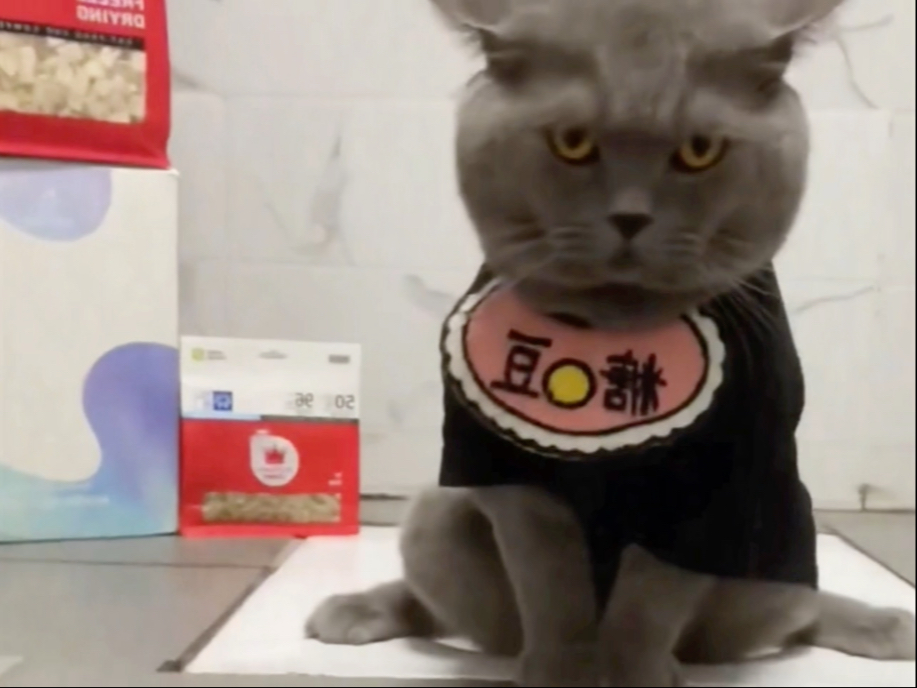 猫咪打针的真实反应 来看看有多搞笑