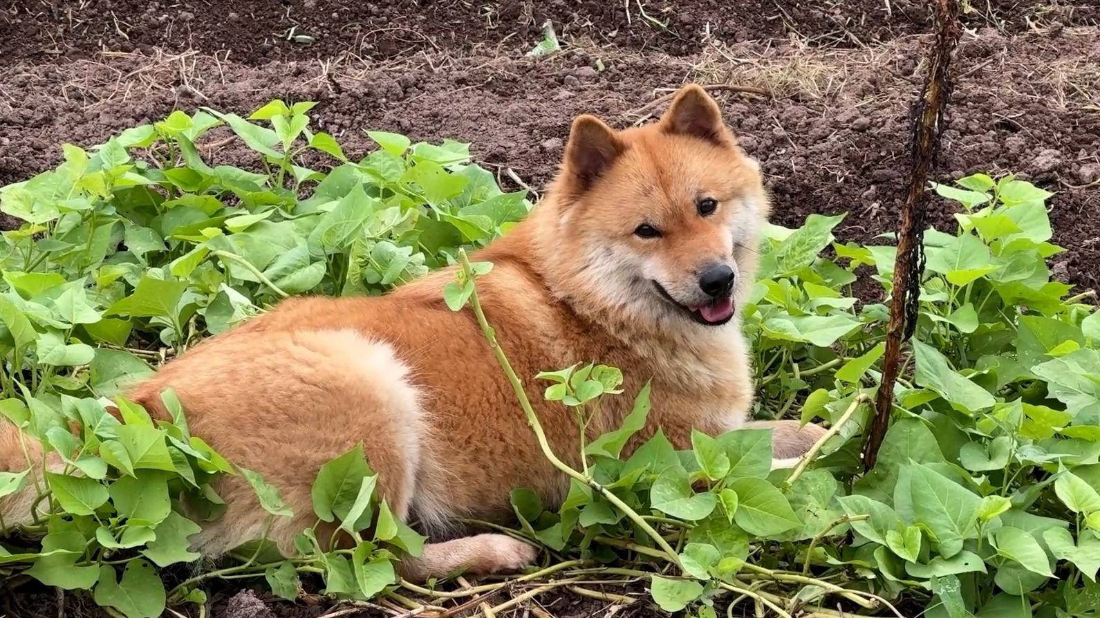 狗子：你又想扔我下鱼塘