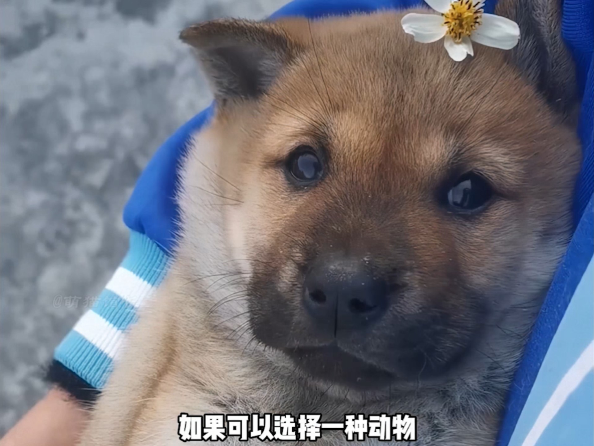 如果可以选择一种动物来渡过一生的话，田园犬一定是个堪称理想