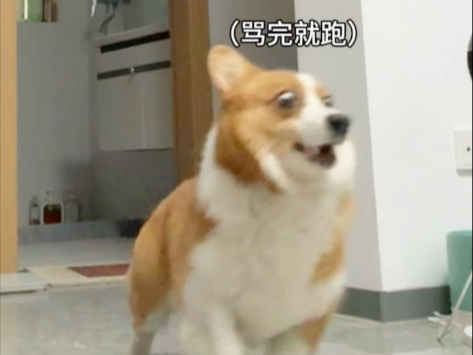 对面撤回了一只小狗