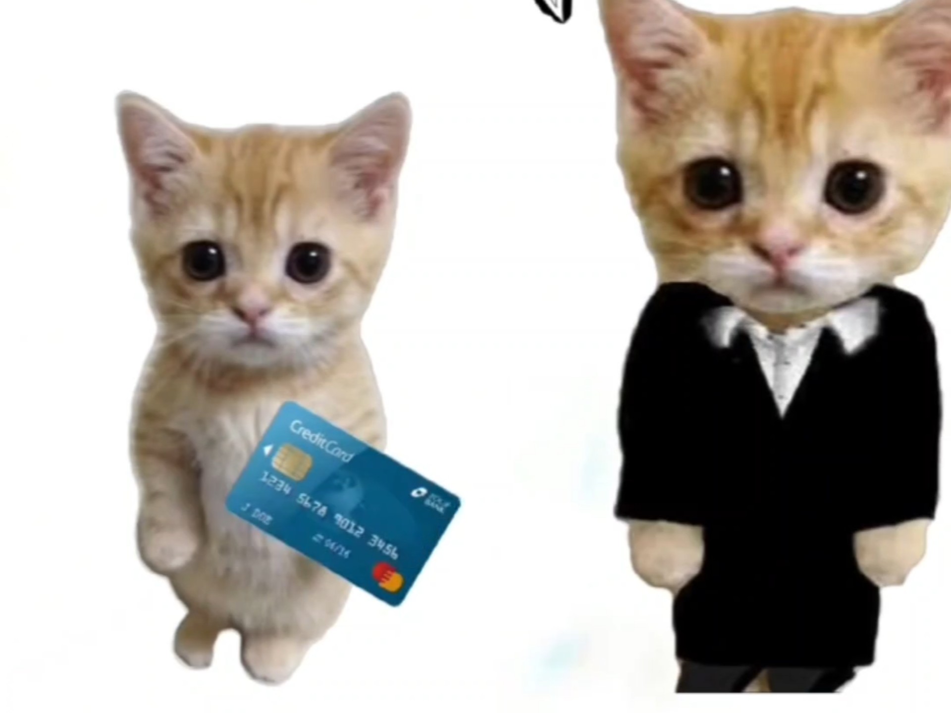 小猫解释什么是信用卡