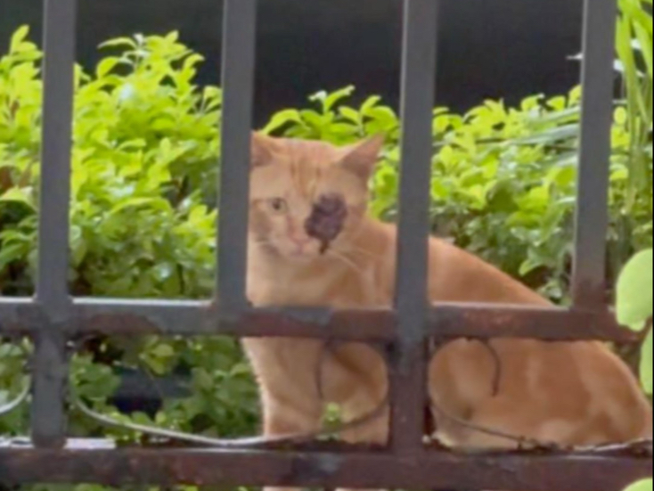 喵生的十字路口，小猫会怎么选？
