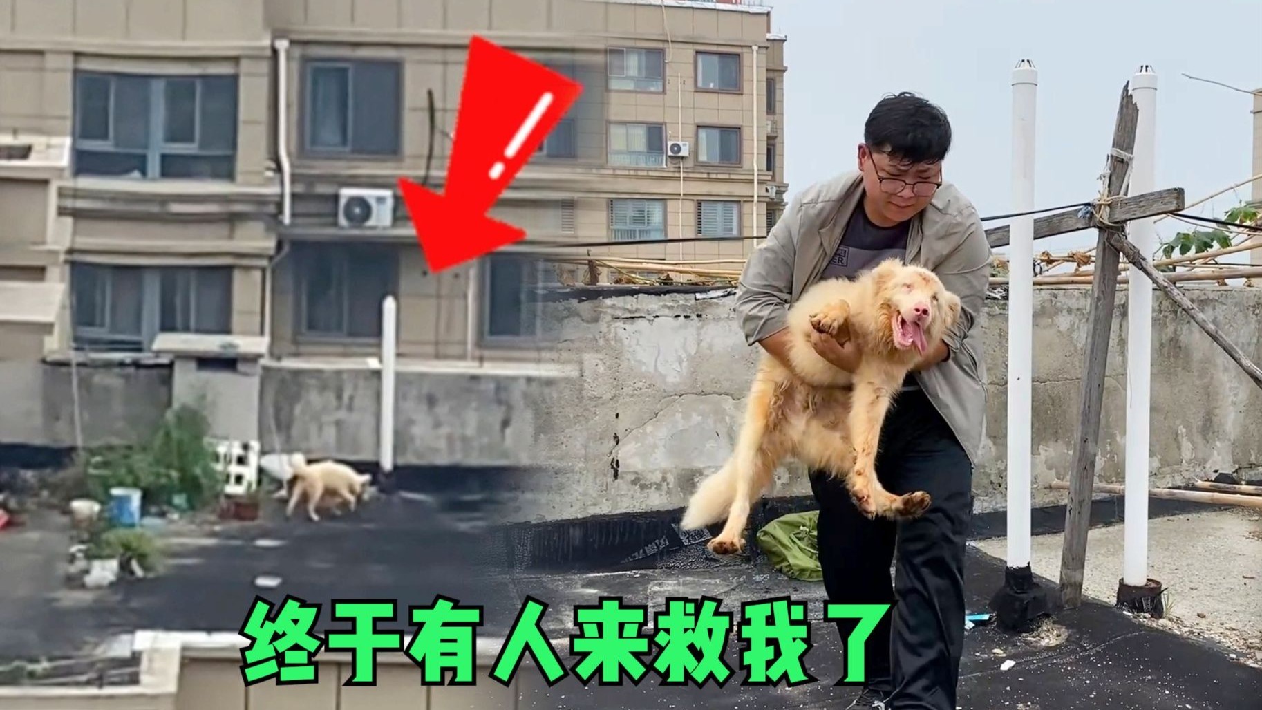 盲眼狗狗被弃天台！数日无食无水苦苦挣扎，获救后转圈狂喜惹泪目