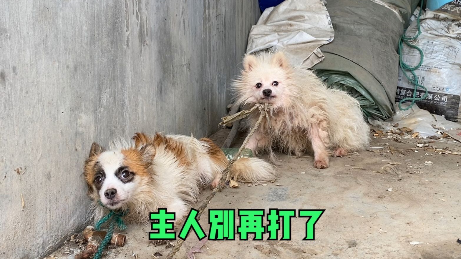 两只小狗缩墙角瑟瑟发抖！只因乱撒尿惨遭殴打，无辜眼神刺痛人心