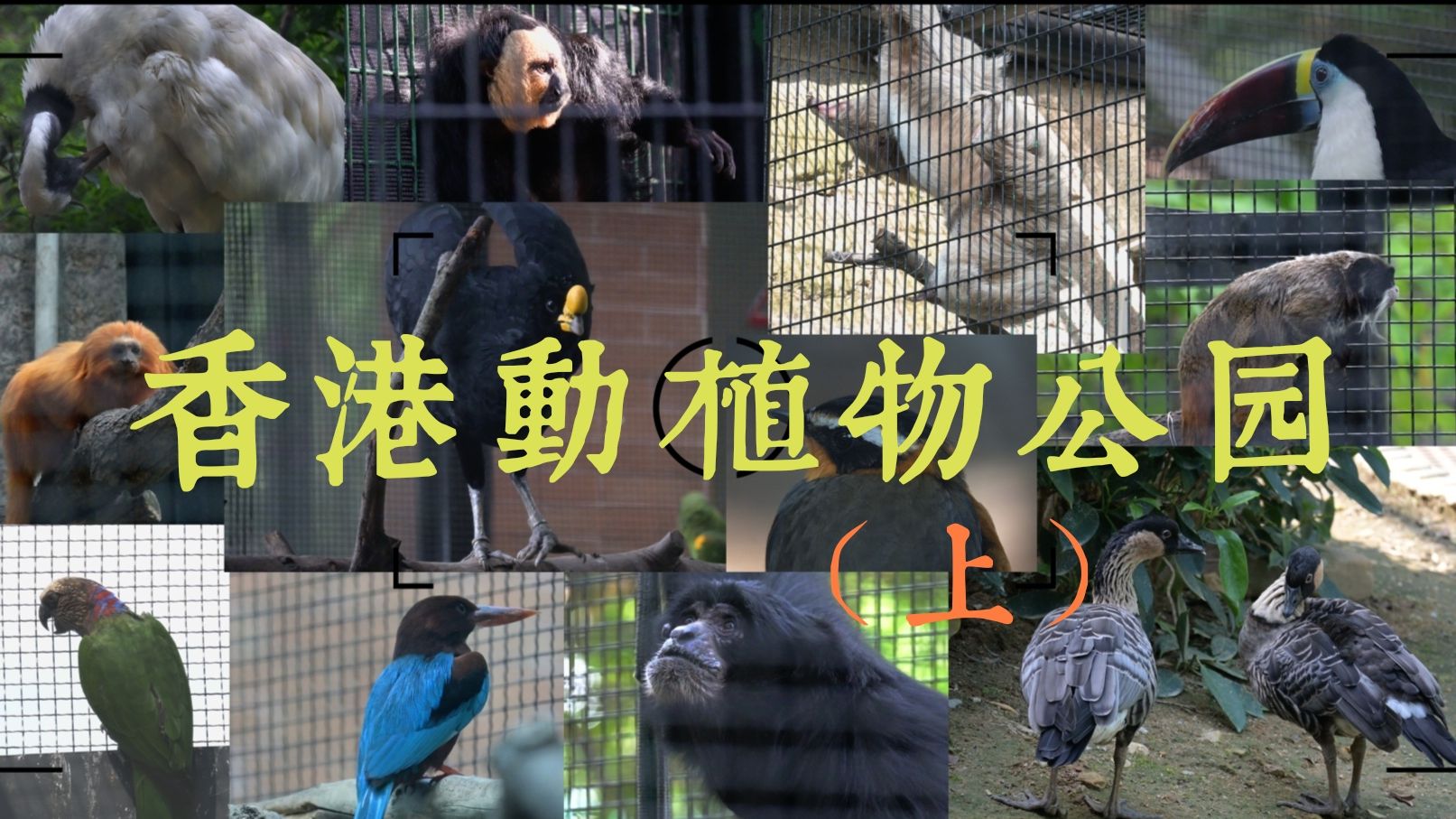 鸟控狂喜！香港动植物公园(上)｜每一帧都是珍奇鸟类的暴击！